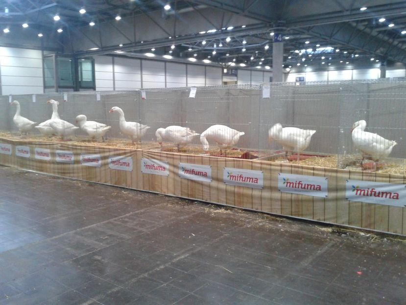 Fotografie0206 - 29---expozitie Leipzig- Germania 2018