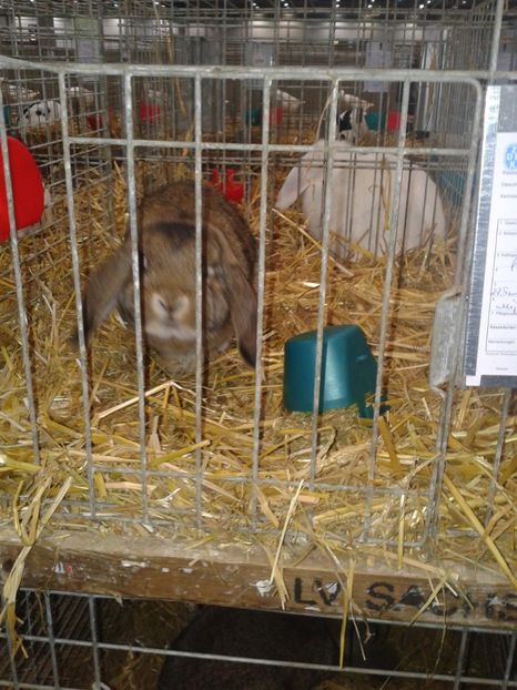 Fotografie0213 - 29---expozitie Leipzig- Germania 2018