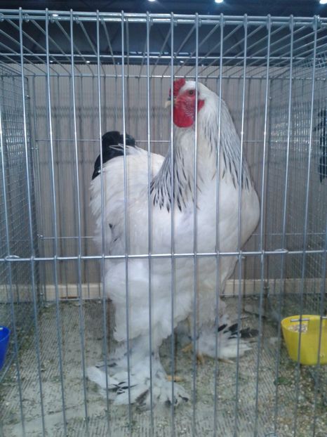 Fotografie0237 - 29---expozitie Leipzig- Germania 2018