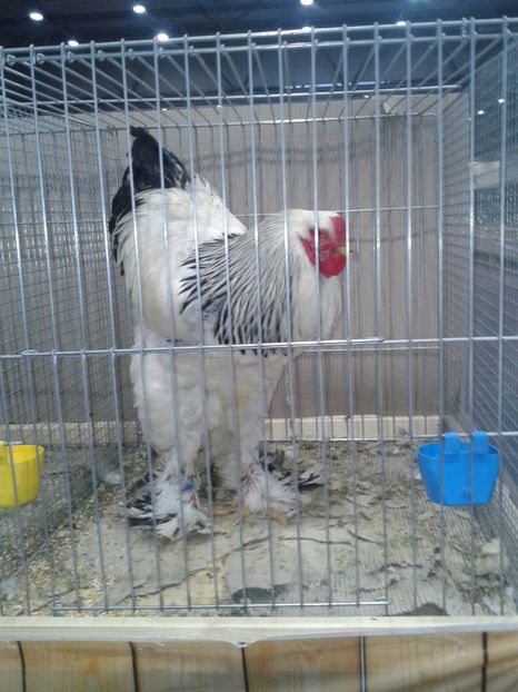 Fotografie0239 - 29---expozitie Leipzig- Germania 2018