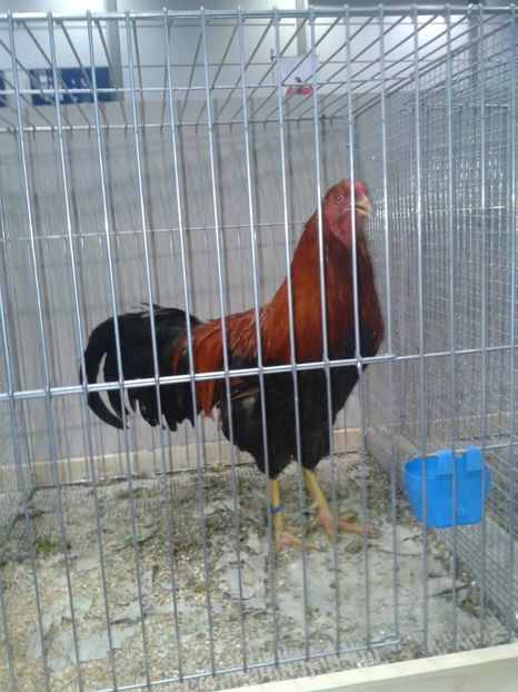 Fotografie0242 - 29---expozitie Leipzig- Germania 2018