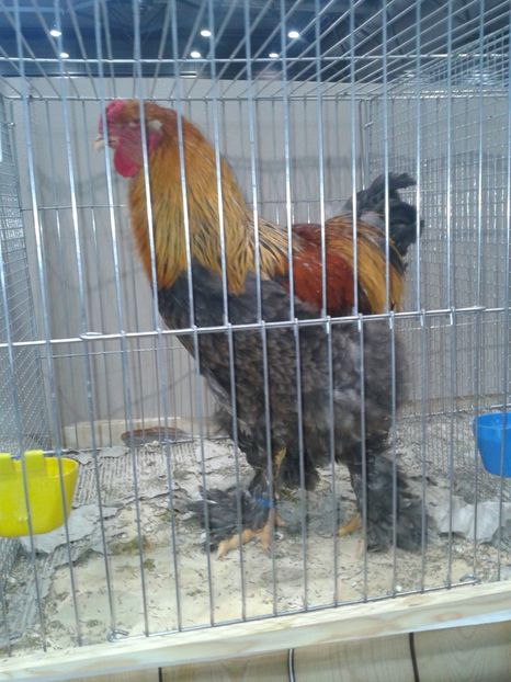 Fotografie0251 - 29---expozitie Leipzig- Germania 2018