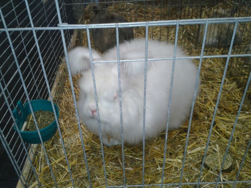 Fotografie0270 - 29---expozitie Leipzig- Germania 2018