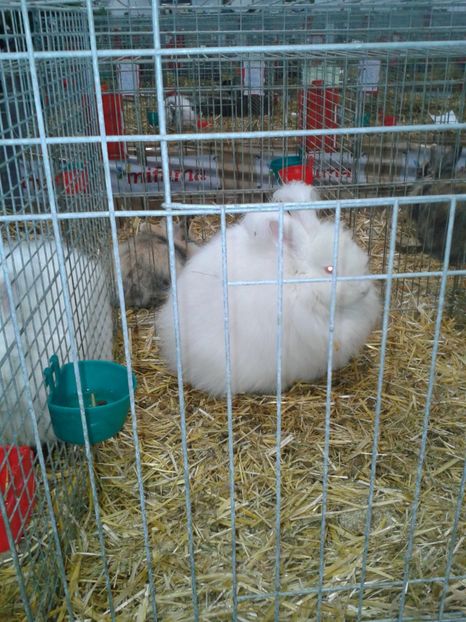 Fotografie0271 - 29---expozitie Leipzig- Germania 2018