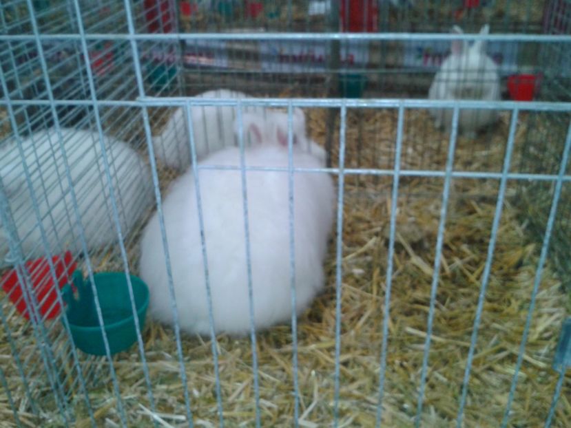 Fotografie0273 - 29---expozitie Leipzig- Germania 2018