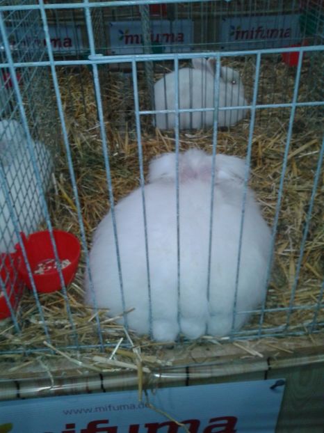 Fotografie0275 - 29---expozitie Leipzig- Germania 2018