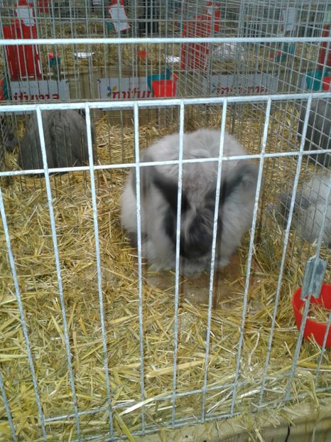 Fotografie0279 - 29---expozitie Leipzig- Germania 2018