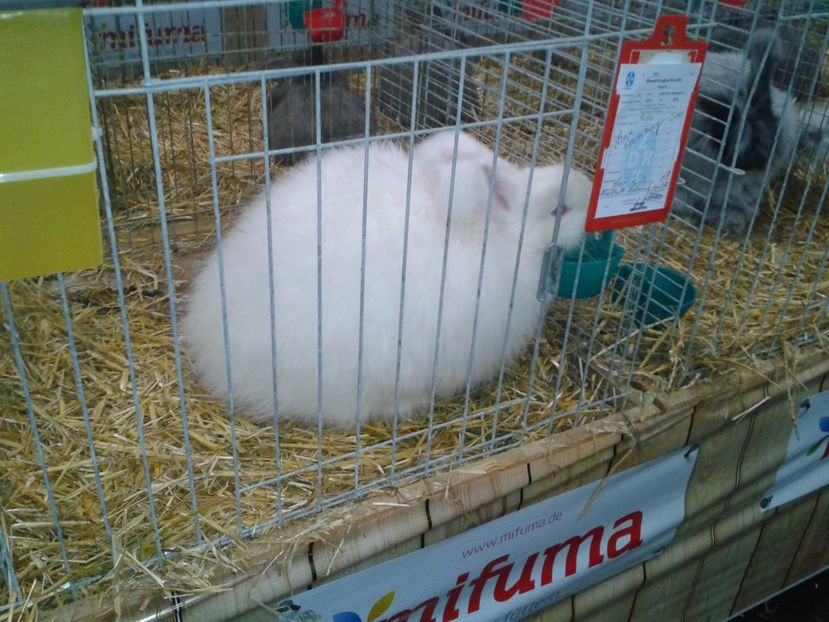 Fotografie0281 - 29---expozitie Leipzig- Germania 2018