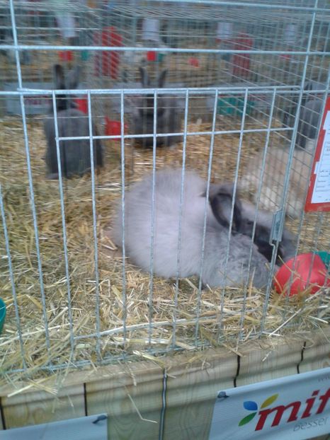 Fotografie0284 - 29---expozitie Leipzig- Germania 2018