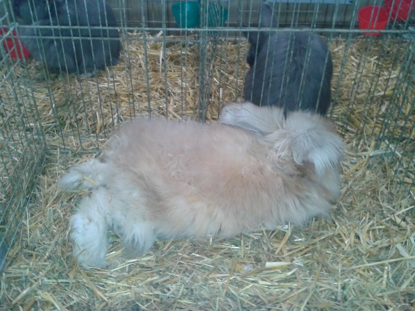 Fotografie0285 - 29---expozitie Leipzig- Germania 2018