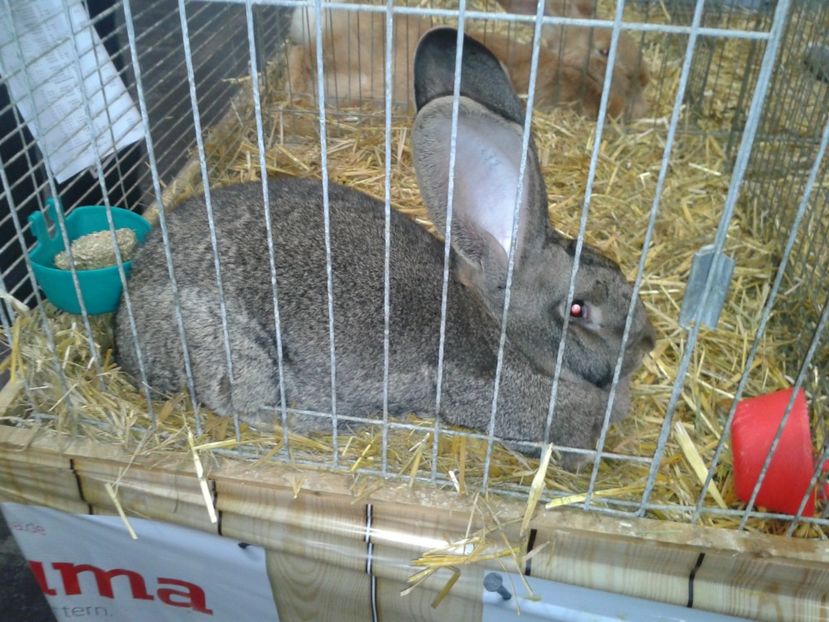 Fotografie0303 - 29---expozitie Leipzig- Germania 2018