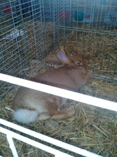 Fotografie0304 - 29---expozitie Leipzig- Germania 2018