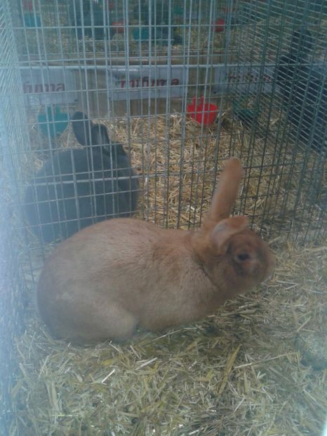 Fotografie0305 - 29---expozitie Leipzig- Germania 2018