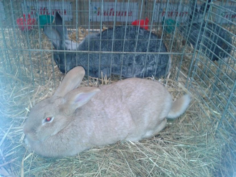 Fotografie0308 - 29---expozitie Leipzig- Germania 2018