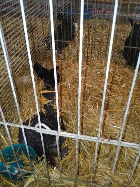 Fotografie0310 - 29---expozitie Leipzig- Germania 2018