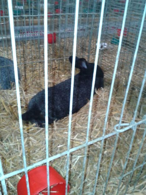 Fotografie0311 - 29---expozitie Leipzig- Germania 2018