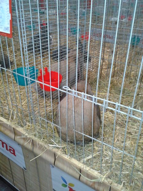 Fotografie0314 - 29---expozitie Leipzig- Germania 2018