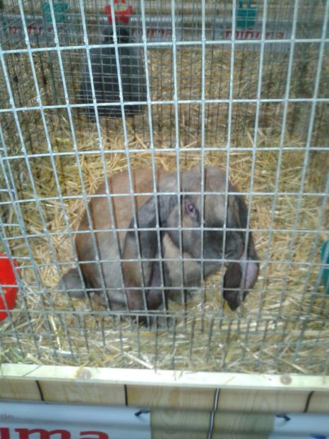 Fotografie0315 - 29---expozitie Leipzig- Germania 2018