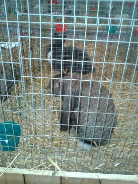 Fotografie0317 - 29---expozitie Leipzig- Germania 2018