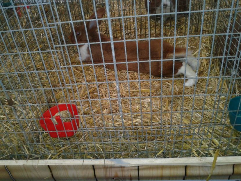 Fotografie0320 - 29---expozitie Leipzig- Germania 2018