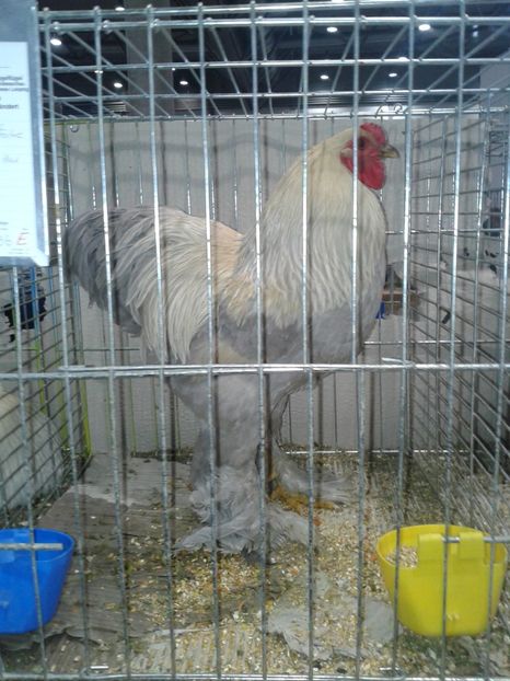 Fotografie0323 - 29---expozitie Leipzig- Germania 2018