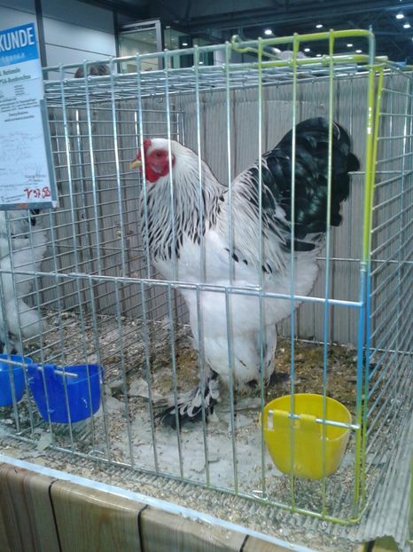 Fotografie0335 - 29---expozitie Leipzig- Germania 2018