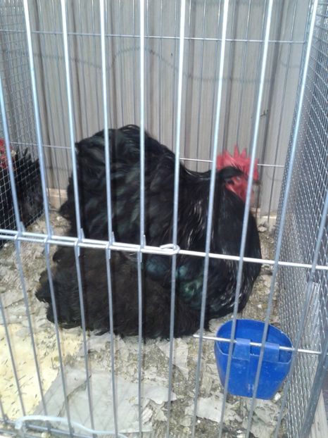 Fotografie0340 - 29---expozitie Leipzig- Germania 2018