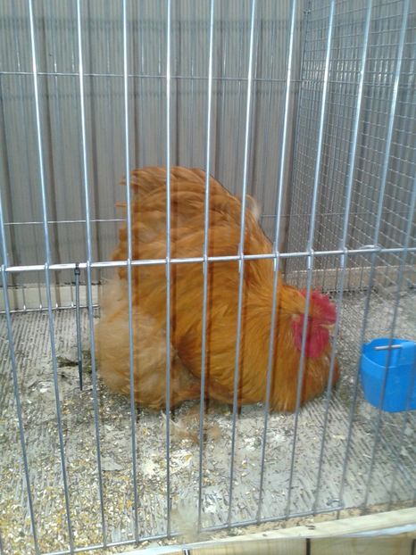 Fotografie0345 - 29---expozitie Leipzig- Germania 2018