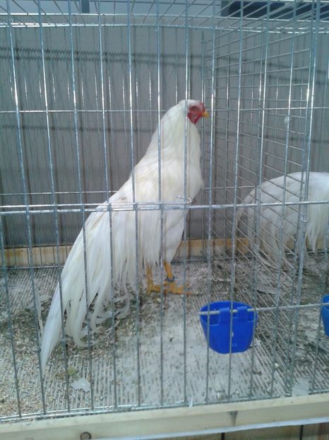 Fotografie0352 - 29---expozitie Leipzig- Germania 2018