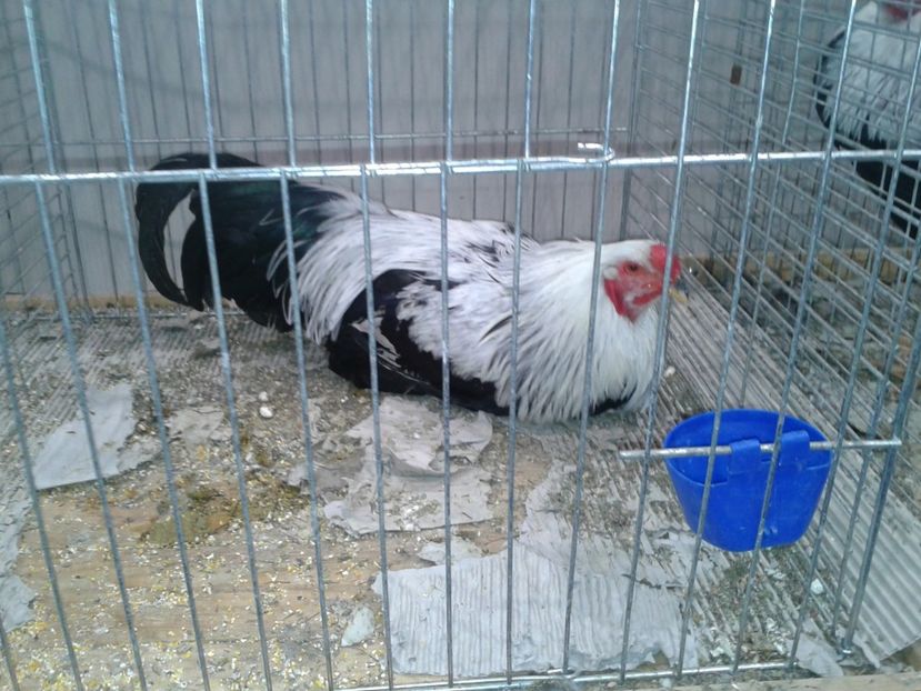 Fotografie0358 - 29---expozitie Leipzig- Germania 2018