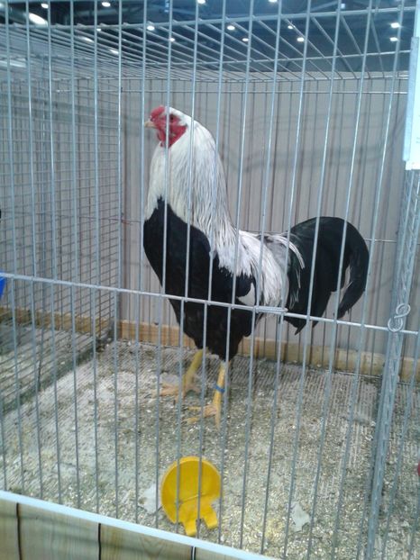 Fotografie0360 - 29---expozitie Leipzig- Germania 2018