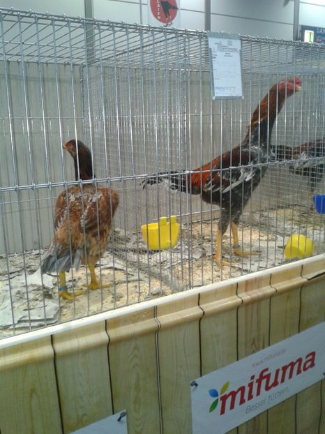 Fotografie0366 - 29---expozitie Leipzig- Germania 2018