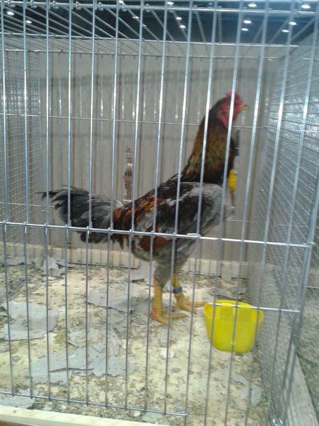 Fotografie0367 - 29---expozitie Leipzig- Germania 2018