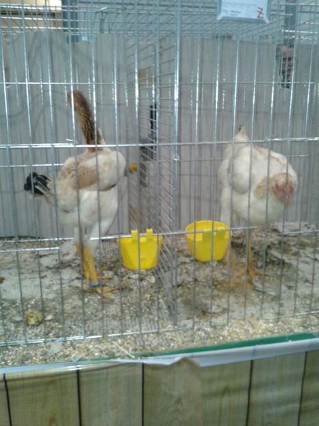 Fotografie0370 - 29---expozitie Leipzig- Germania 2018