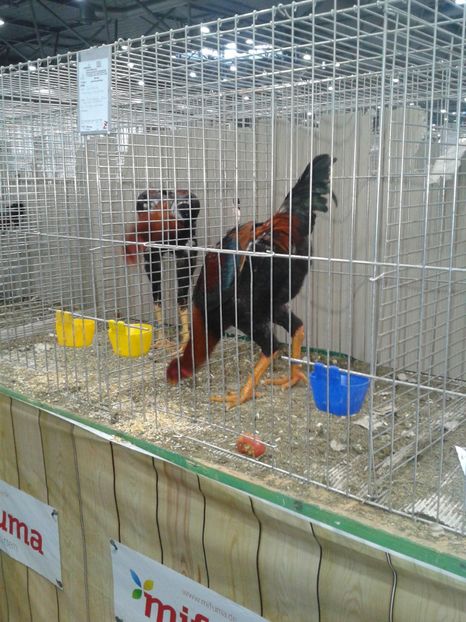 Fotografie0371 - 29---expozitie Leipzig- Germania 2018