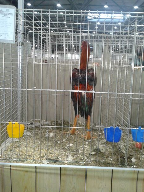 Fotografie0373 - 29---expozitie Leipzig- Germania 2018