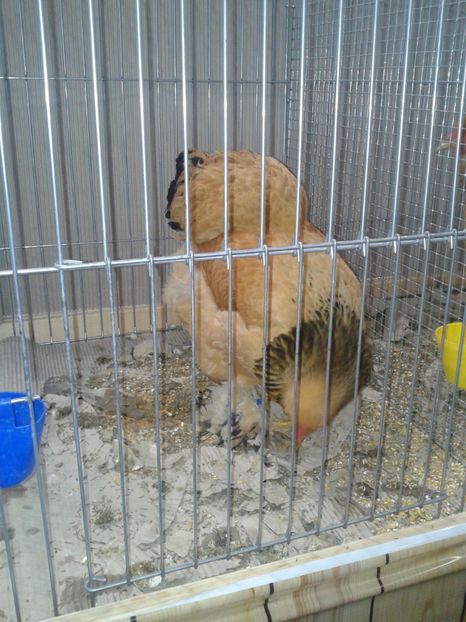 Fotografie0382 - 29---expozitie Leipzig- Germania 2018