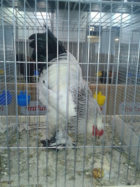 Fotografie0385 - 29---expozitie Leipzig- Germania 2018