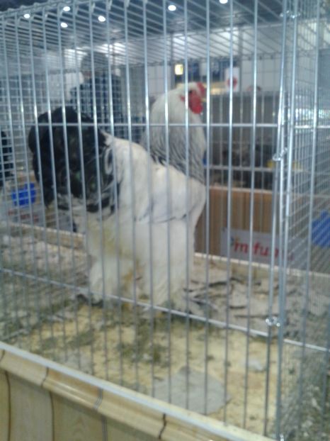 Fotografie0386 - 29---expozitie Leipzig- Germania 2018