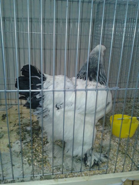 Fotografie0387 - 29---expozitie Leipzig- Germania 2018