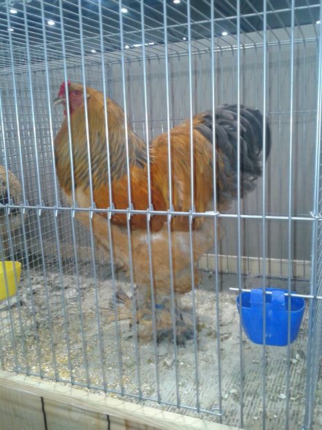 Fotografie0391 - 29---expozitie Leipzig- Germania 2018