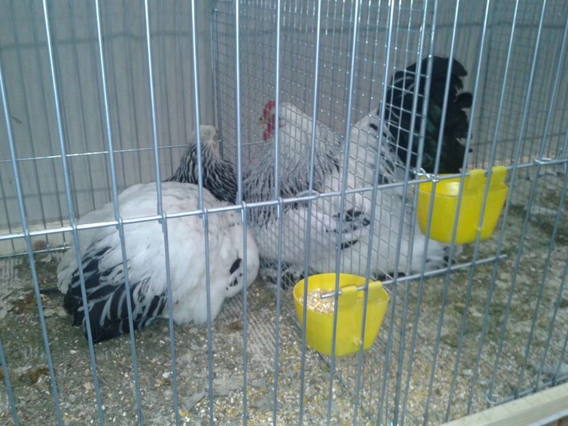 Fotografie0394 - 29---expozitie Leipzig- Germania 2018