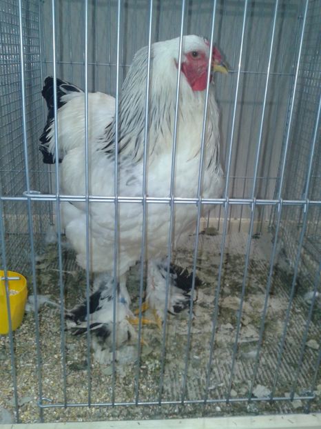 Fotografie0395 - 29---expozitie Leipzig- Germania 2018