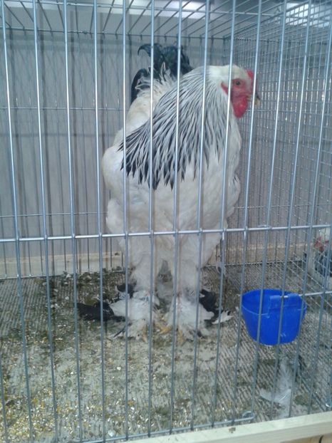 Fotografie0397 - 29---expozitie Leipzig- Germania 2018