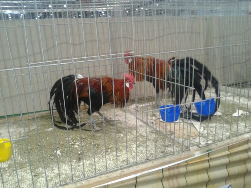 Fotografie0406 - 29---expozitie Leipzig- Germania 2018