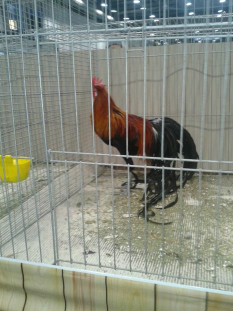 Fotografie0407 - 29---expozitie Leipzig- Germania 2018