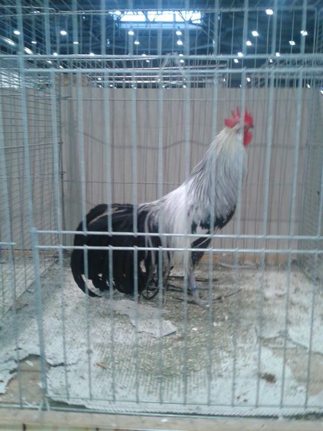 Fotografie0409 - 29---expozitie Leipzig- Germania 2018