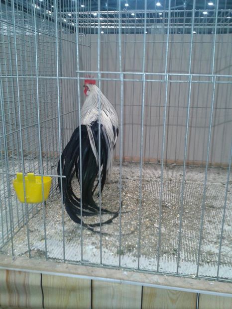 Fotografie0410 - 29---expozitie Leipzig- Germania 2018