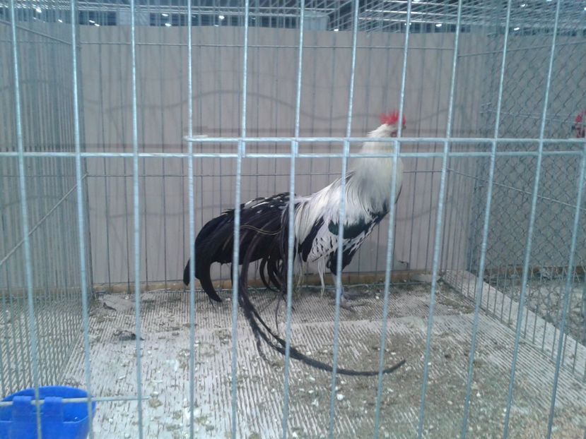 Fotografie0411 - 29---expozitie Leipzig- Germania 2018