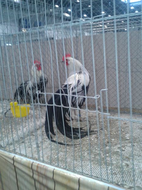 Fotografie0412 - 29---expozitie Leipzig- Germania 2018